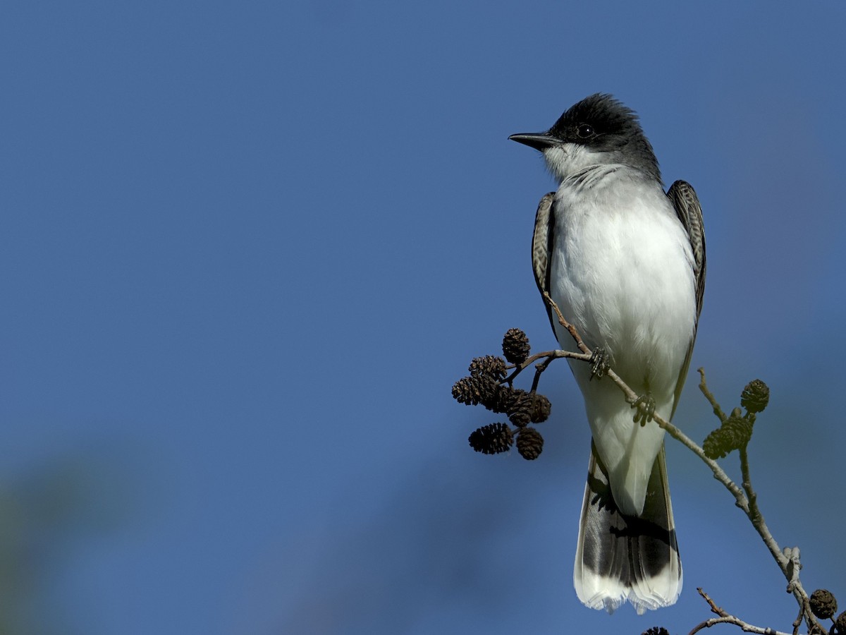 Eastern Kingbird - ML635896565