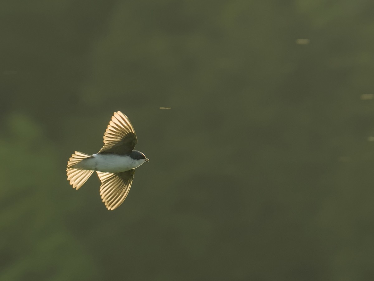 Tree Swallow - ML635896585