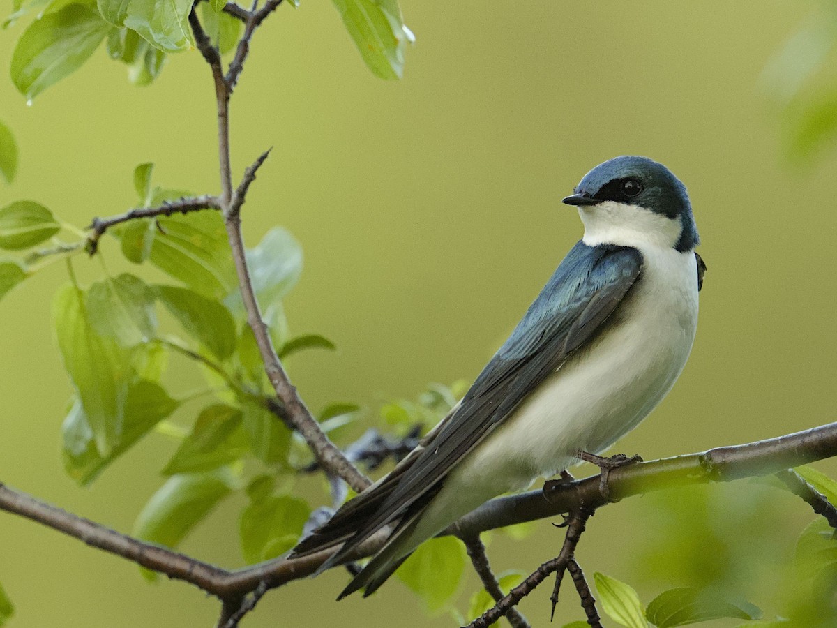 Tree Swallow - ML635896586