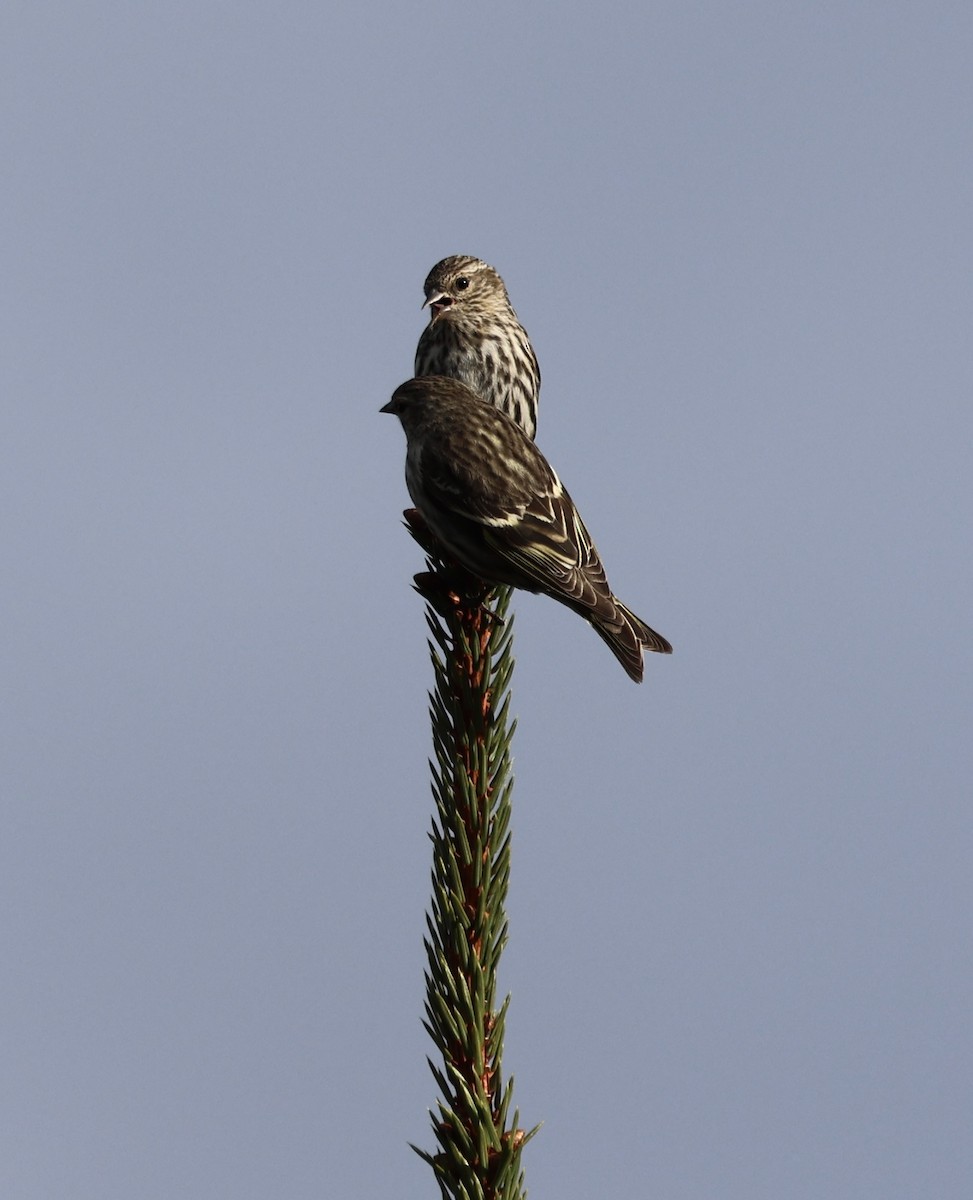 Pine Siskin - ML635896597