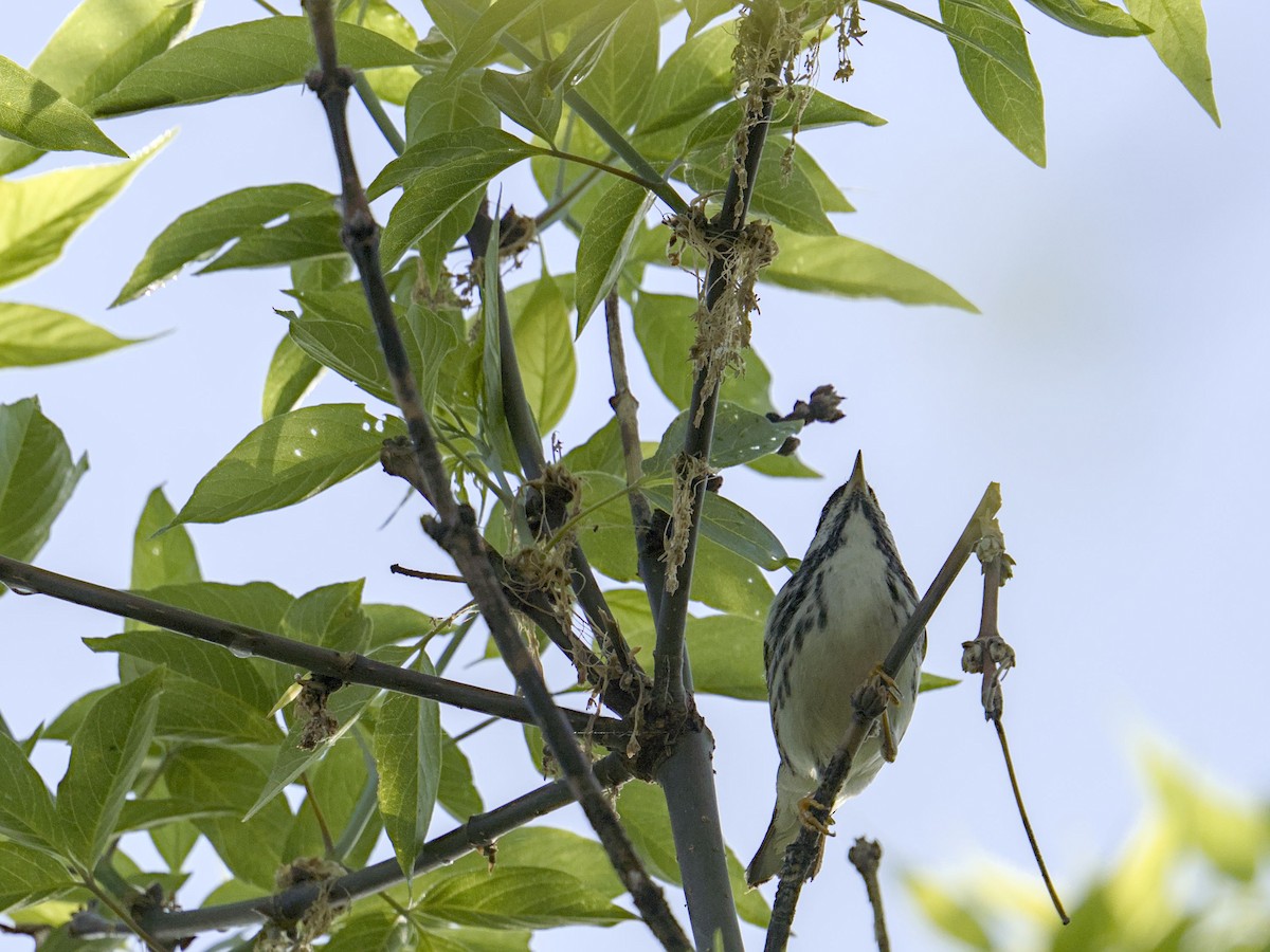 Blackpoll Warbler - ML635896606