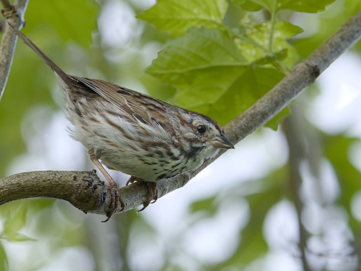 Song Sparrow - ML635896624
