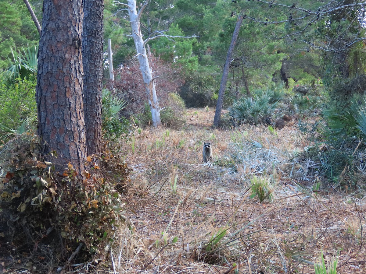 null - ML635896633