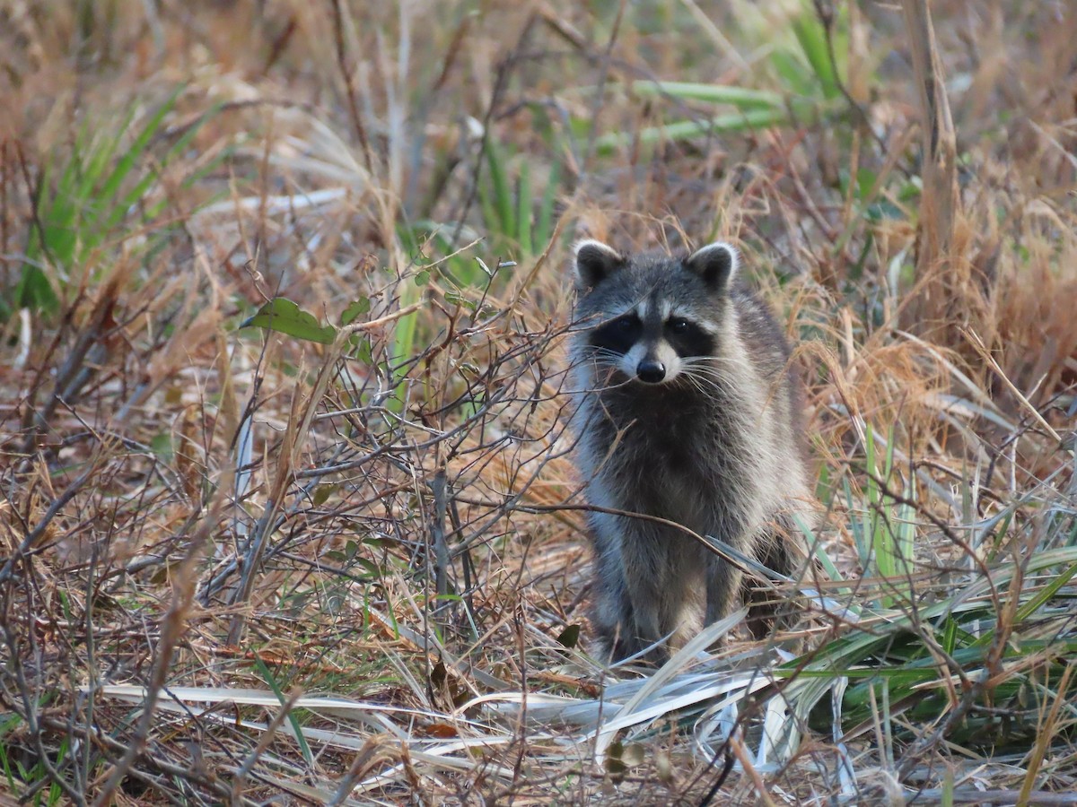 Florida Raccoon - ML635896652