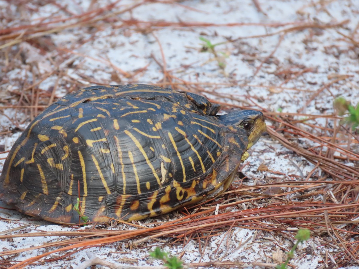 Florida Box Turtle - ML635896654
