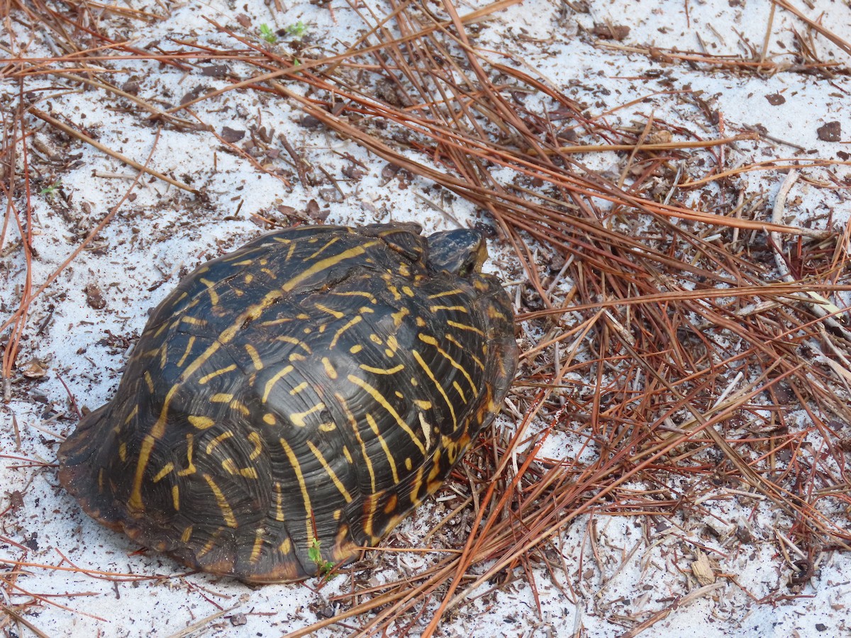 Florida Box Turtle - ML635896658