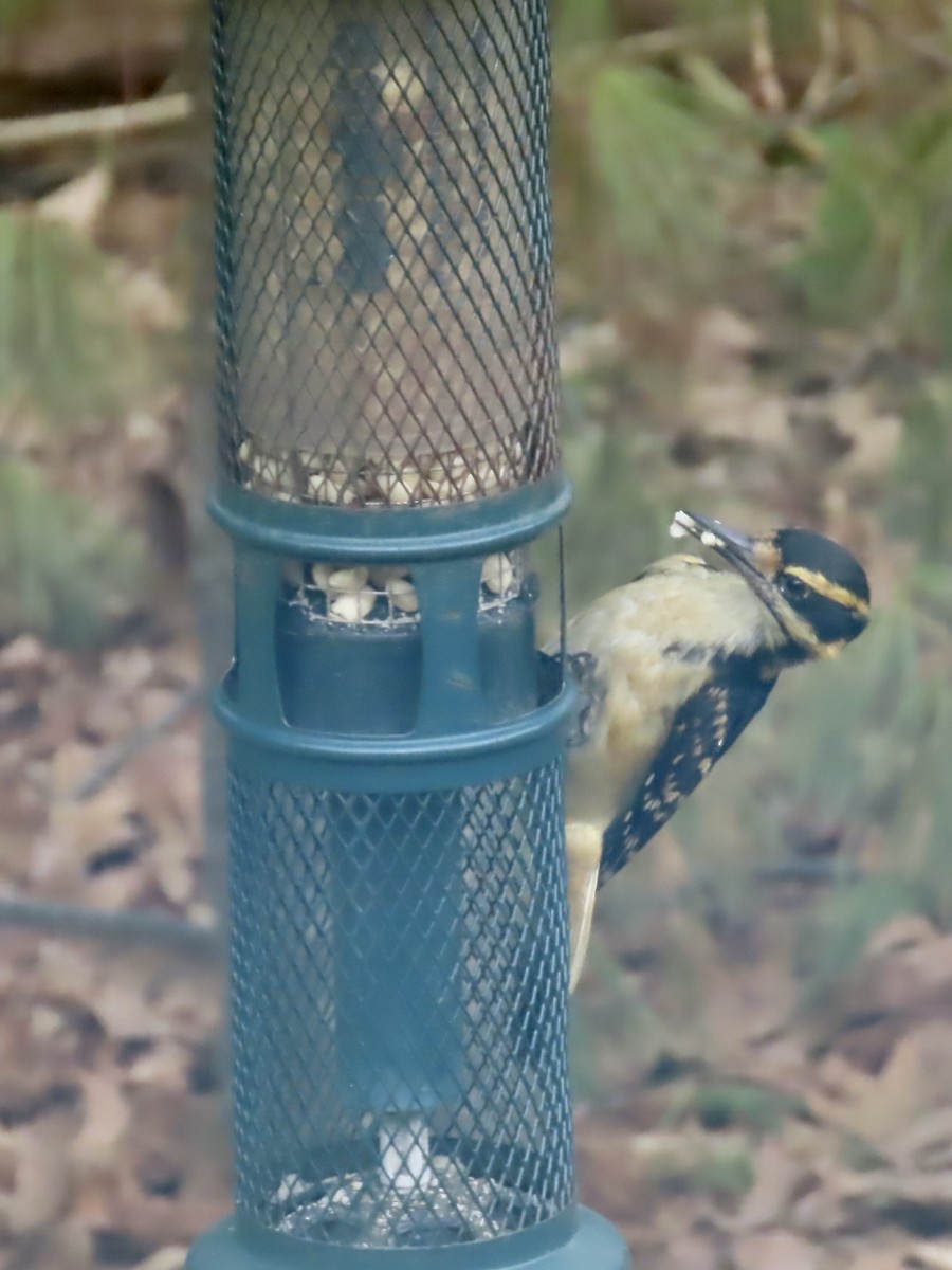 ub. spett (Picidae sp.) - ML635896668