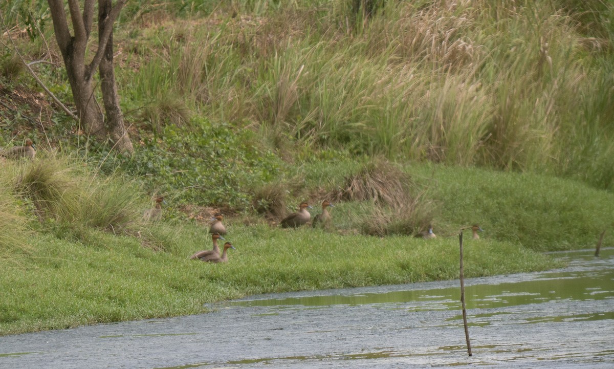 Philippine Duck - ML635896704