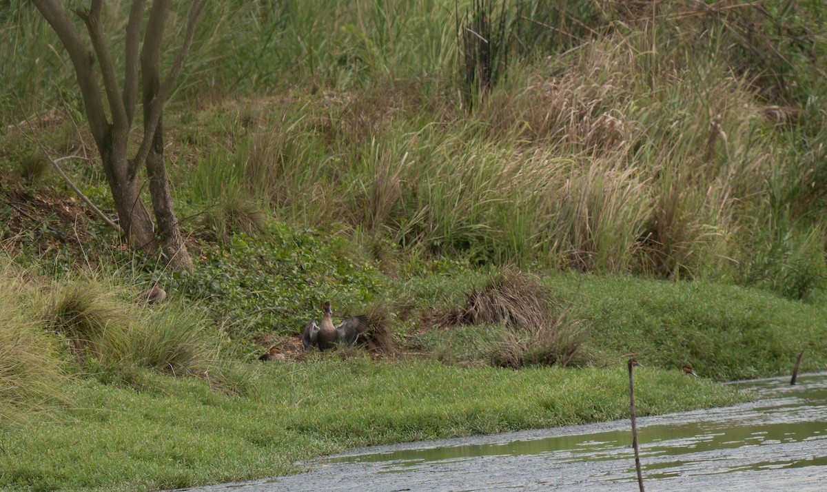 Philippine Duck - ML635896705