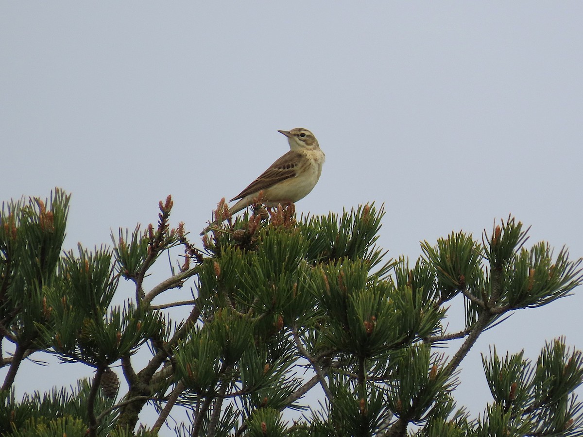 Tawny Pipit - ML635896718
