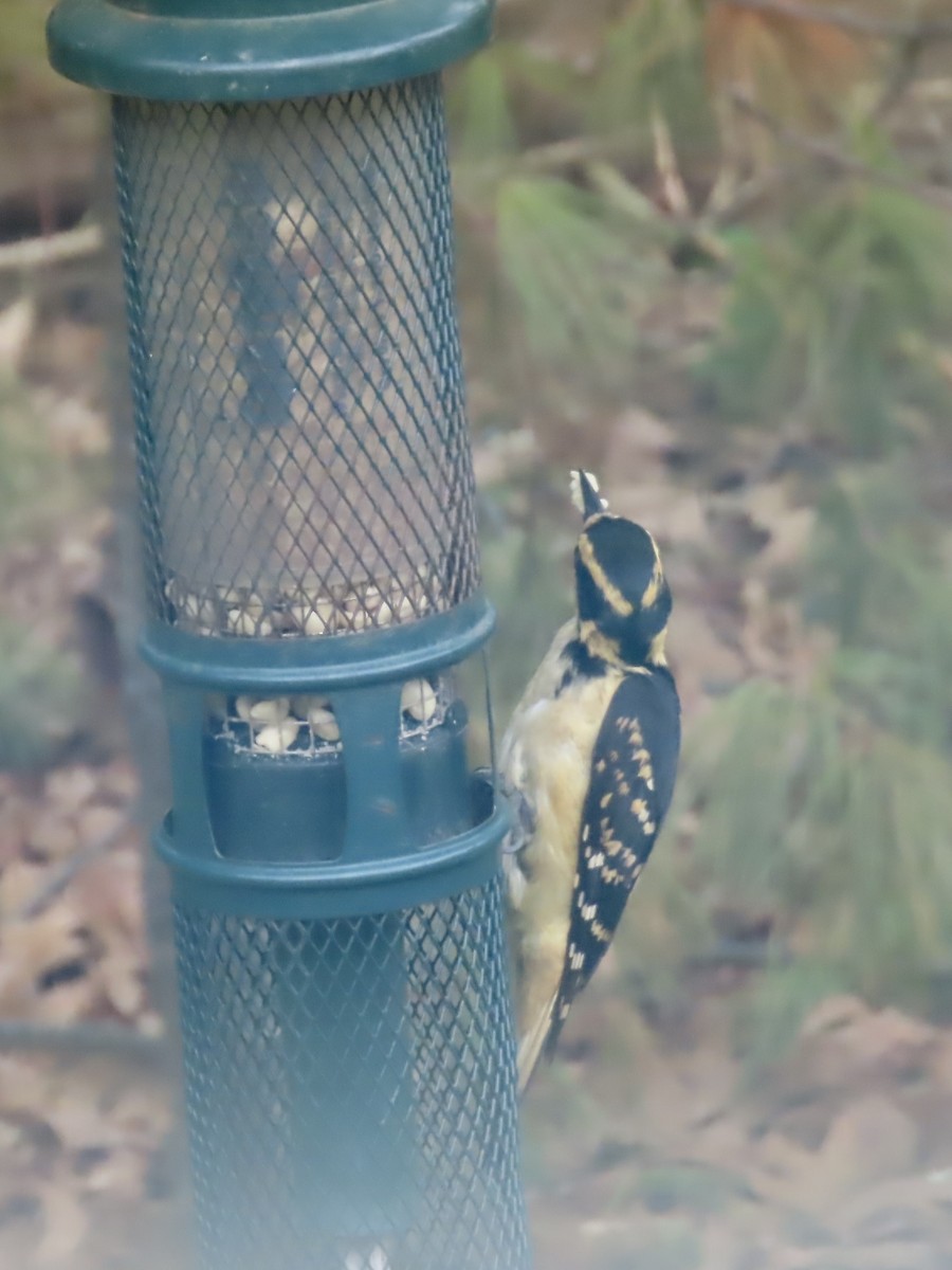 ub. spett (Picidae sp.) - ML635896721