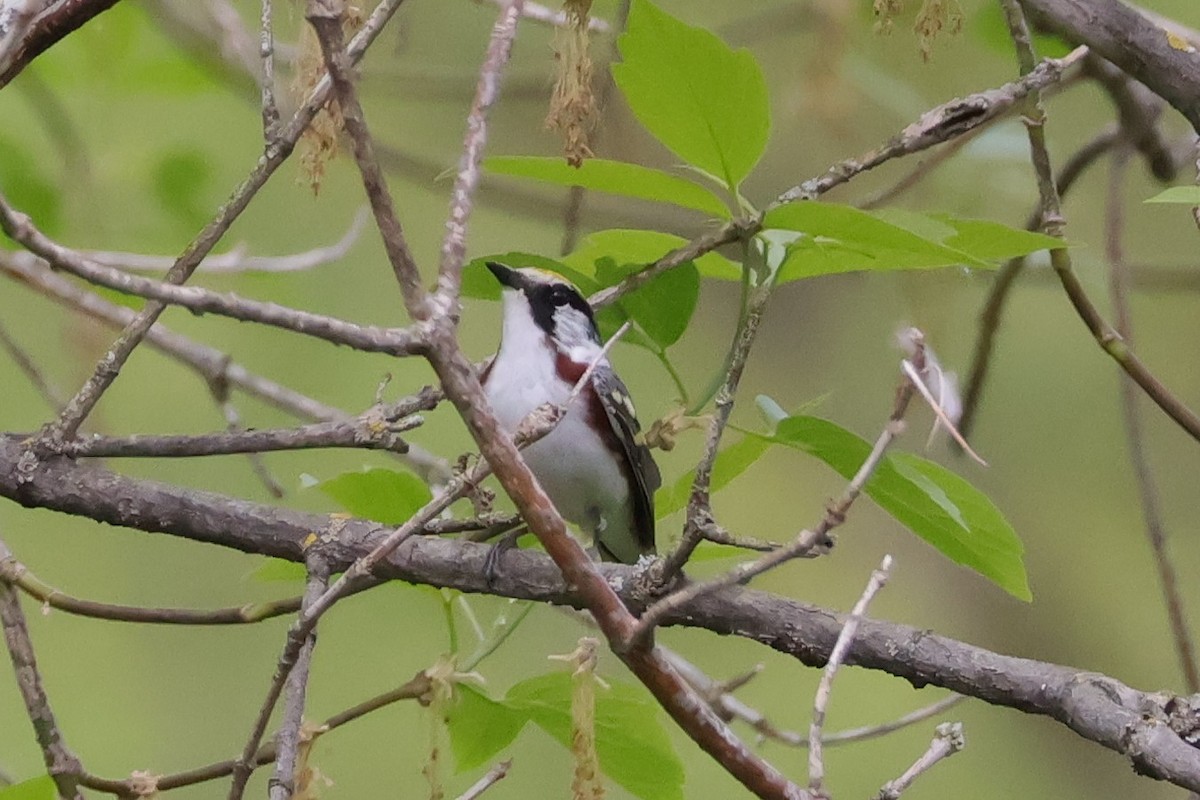 Chestnut-sided Warbler - ML635896839