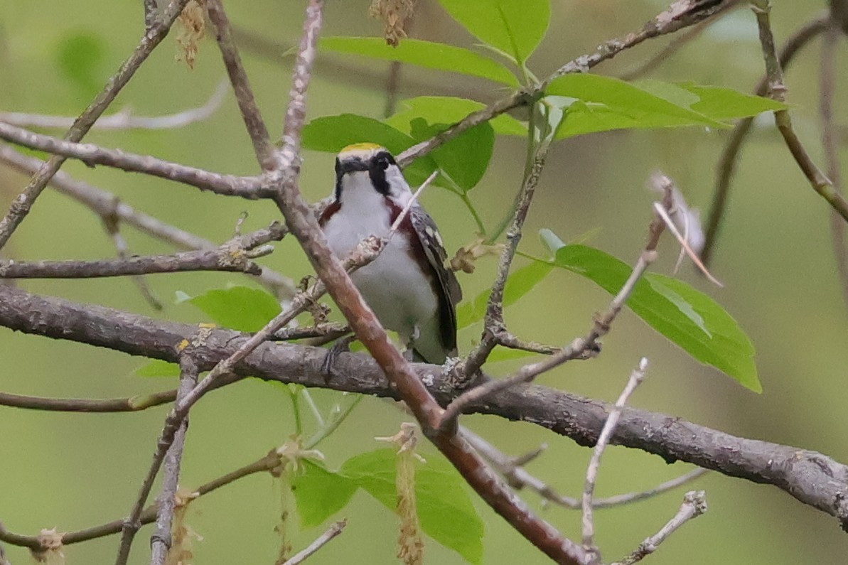 Chestnut-sided Warbler - ML635896846