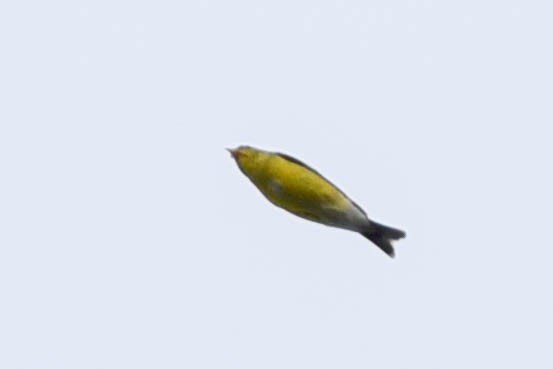 American Goldfinch - ML635896942