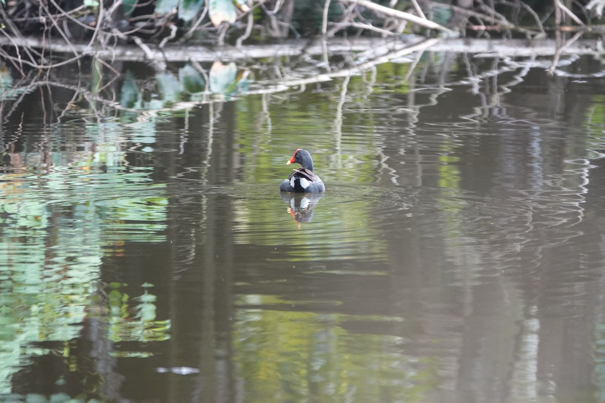 Common Gallinule - ML635897010