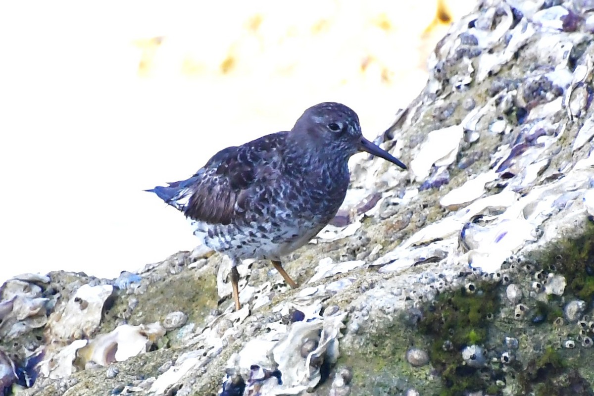 Purple Sandpiper - ML635897018