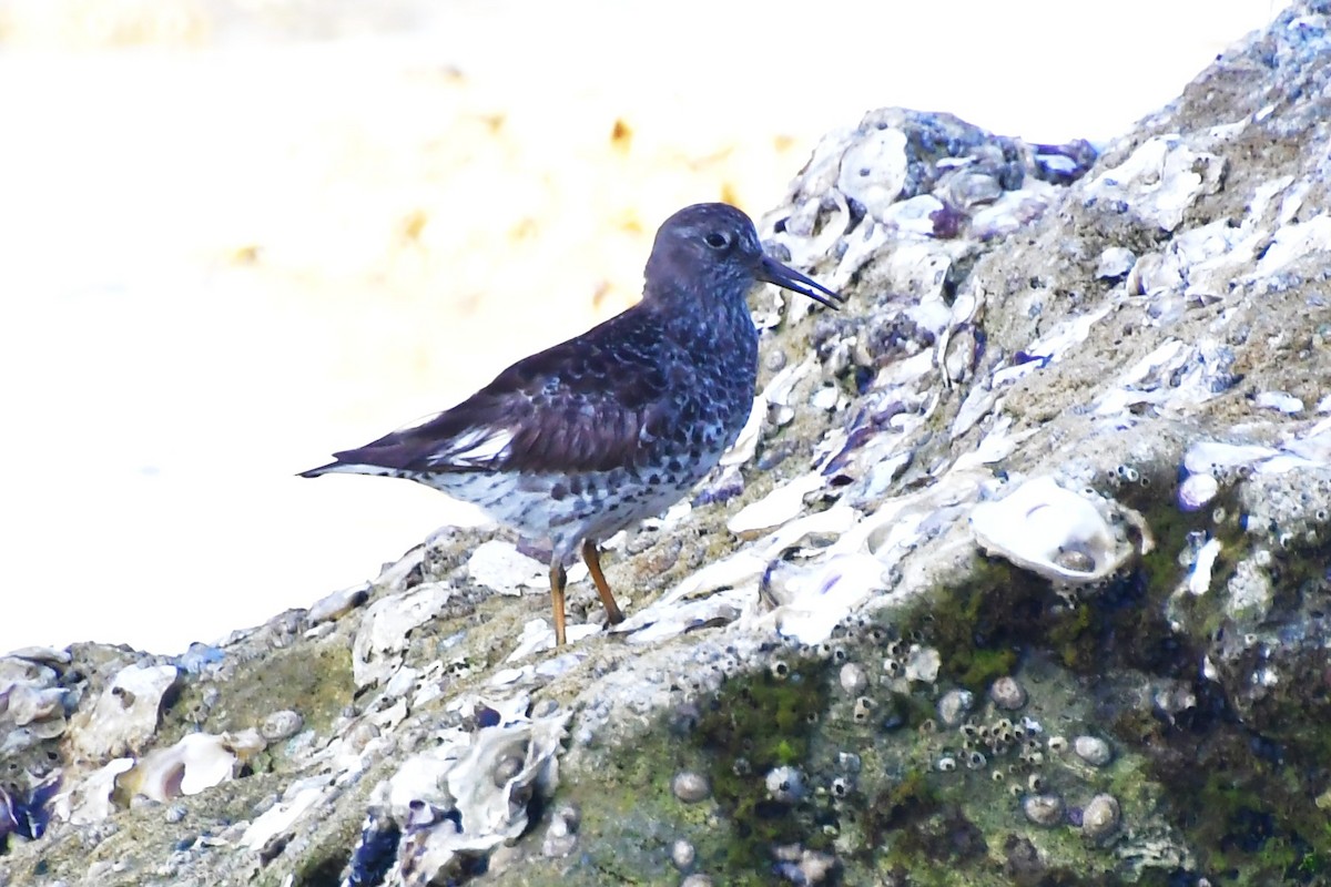 Purple Sandpiper - ML635897019