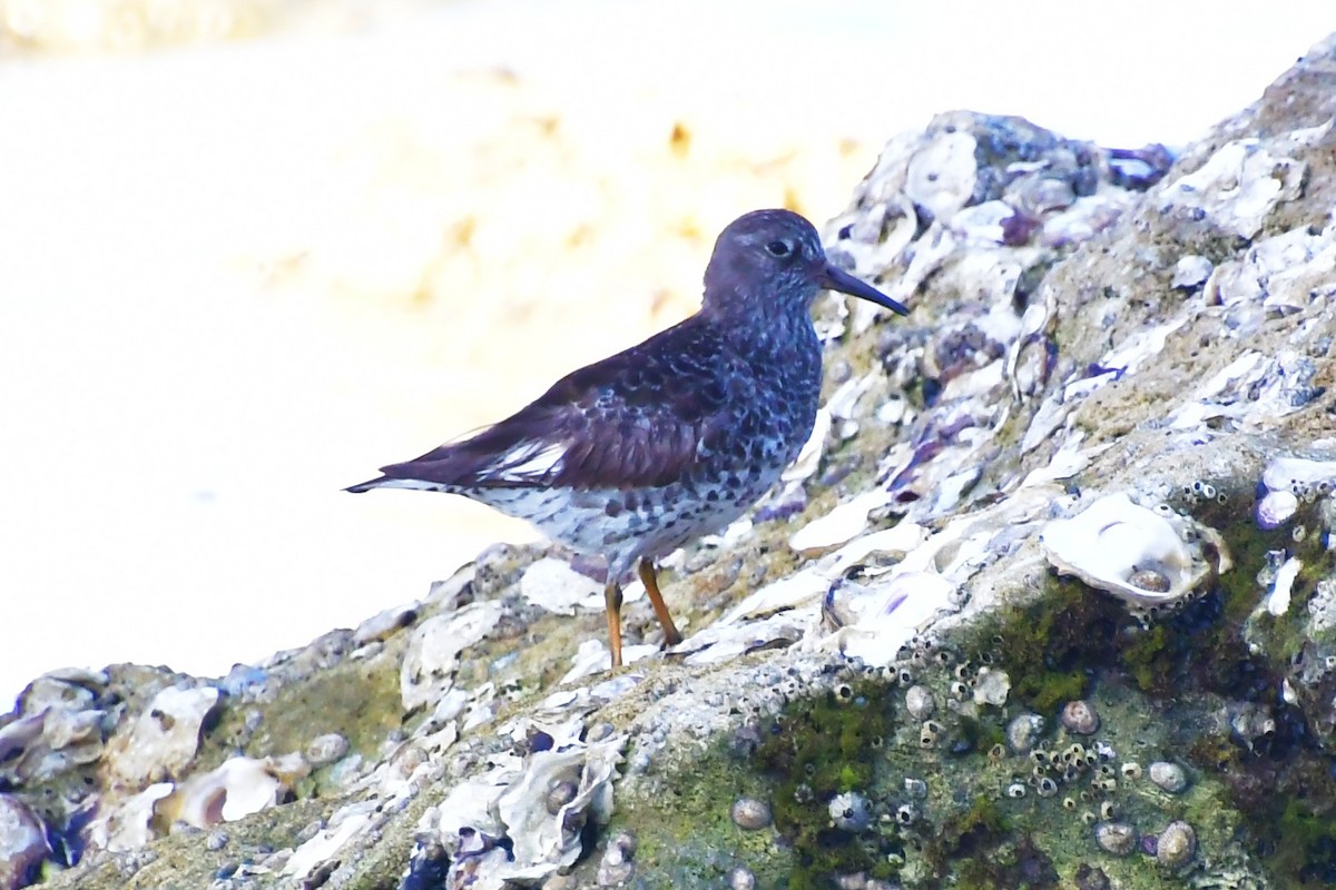 Purple Sandpiper - ML635897020