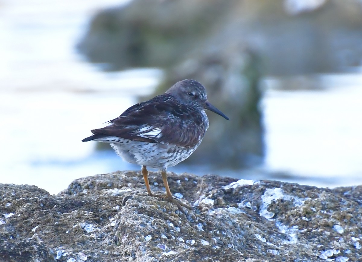 Purple Sandpiper - ML635897021
