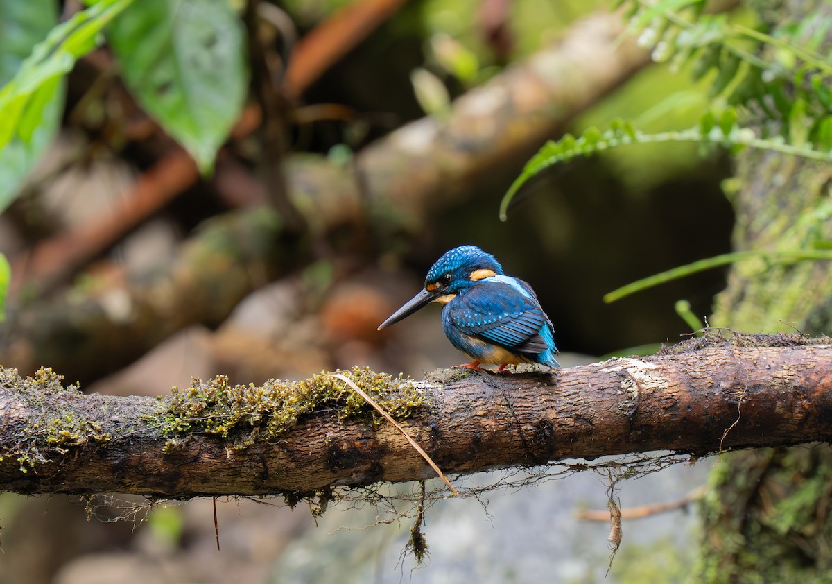 Indigo-banded Kingfisher (Southern) - ML635897022