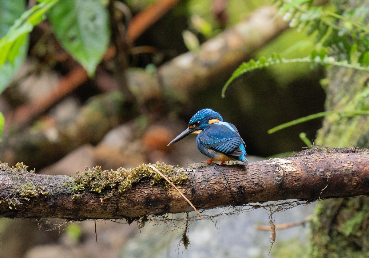 Indigo-banded Kingfisher (Southern) - ML635897023