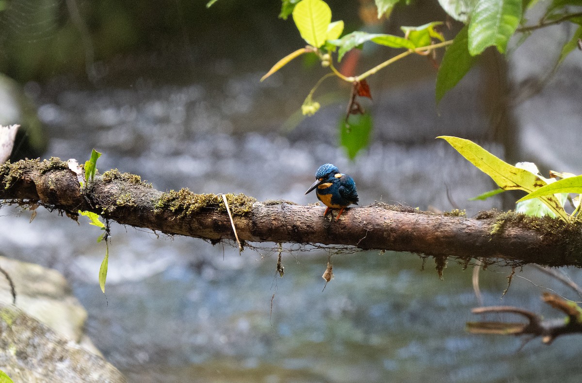 Indigo-banded Kingfisher (Southern) - ML635897025