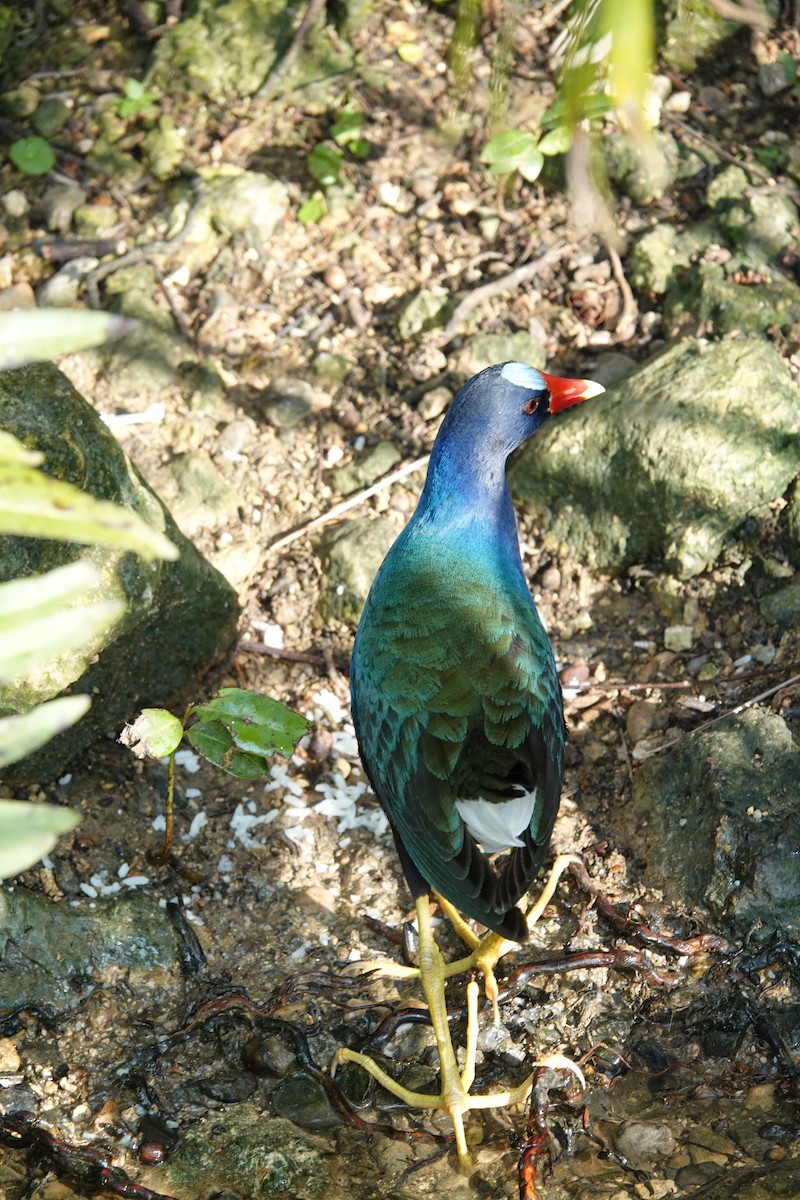 Purple Gallinule - ML635897086