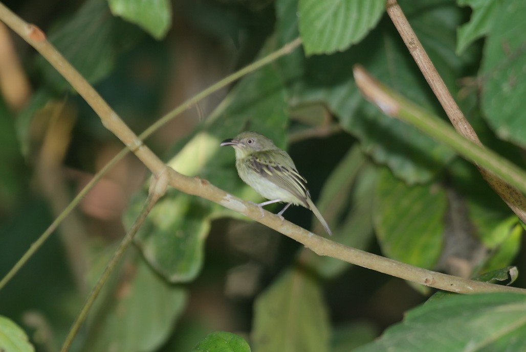 Southern Bentbill - ML635897100