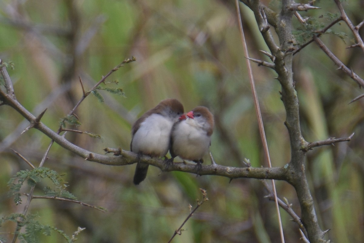 Fawn-breasted Waxbill - ML635897114