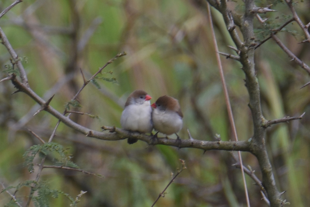 Fawn-breasted Waxbill - ML635897115