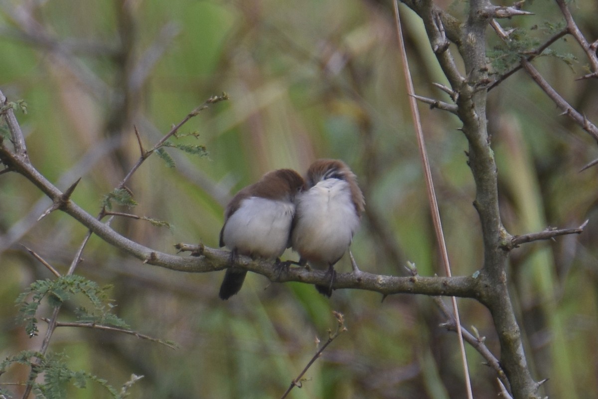 Fawn-breasted Waxbill - ML635897116