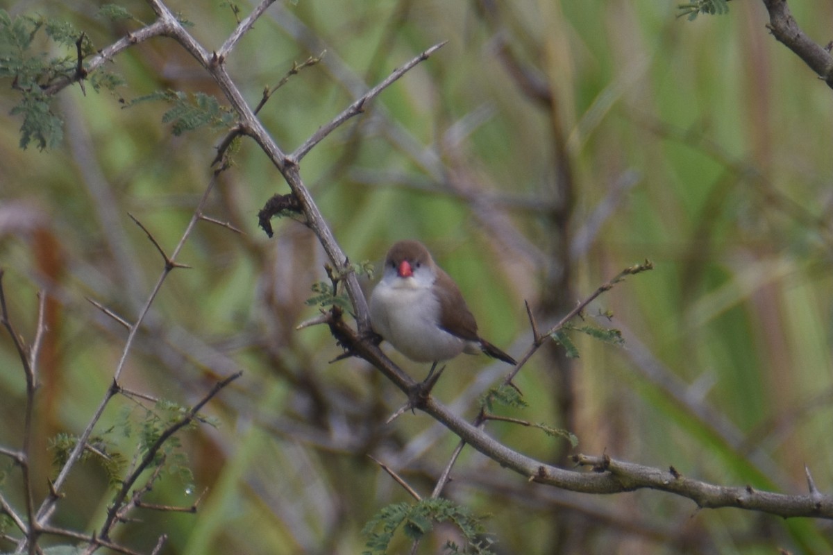 Fawn-breasted Waxbill - ML635897117
