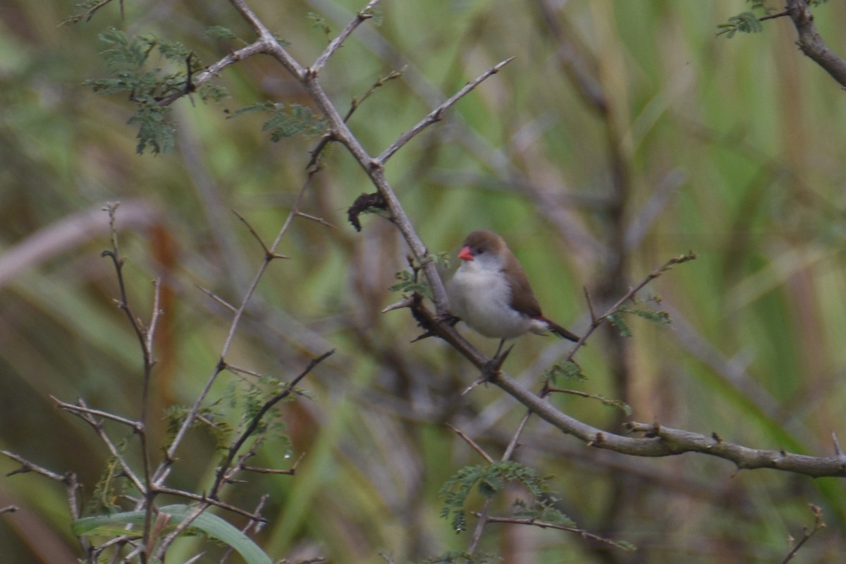 Fawn-breasted Waxbill - ML635897118