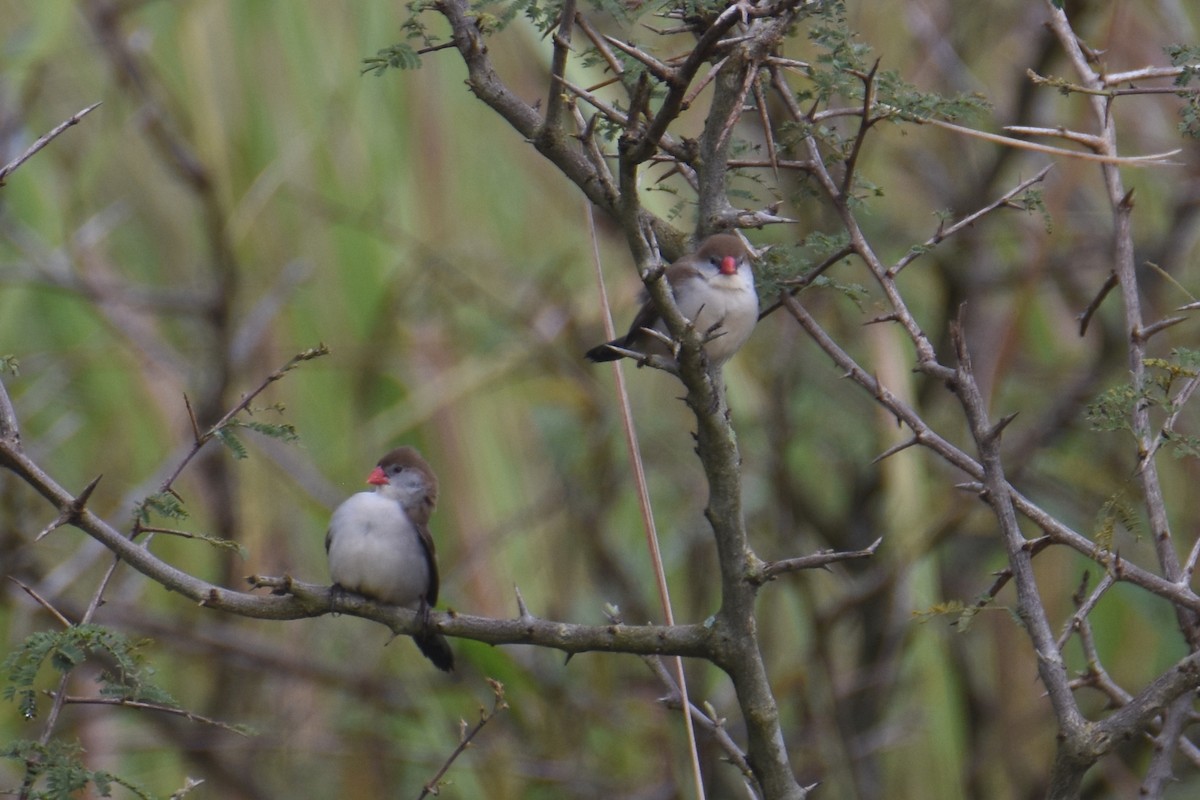 Fawn-breasted Waxbill - ML635897119