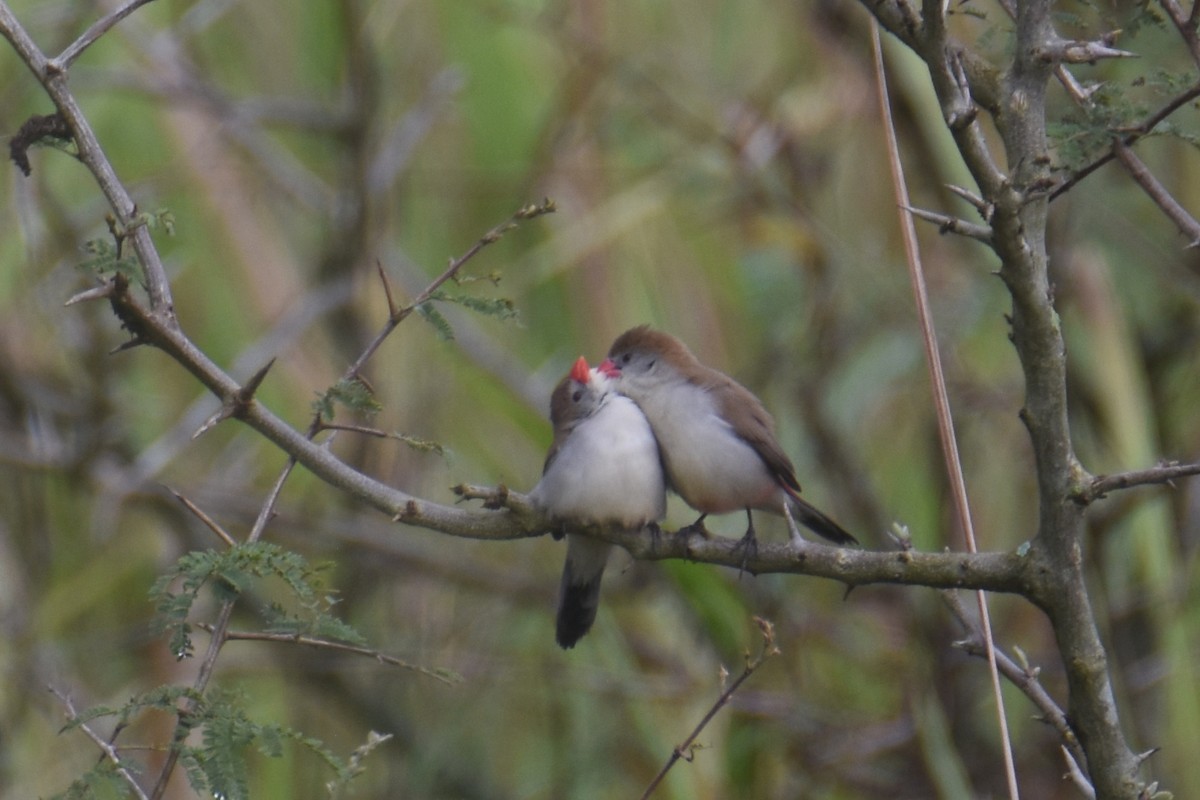 Fawn-breasted Waxbill - ML635897120