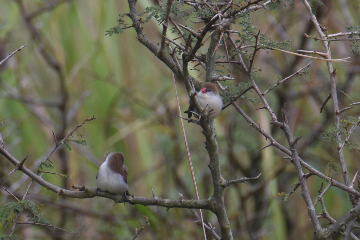 Fawn-breasted Waxbill - ML635897121