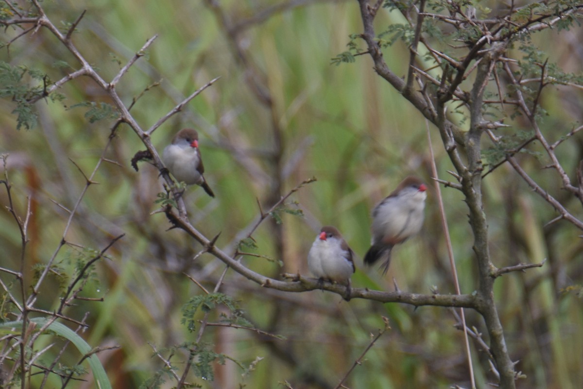 Fawn-breasted Waxbill - ML635897124