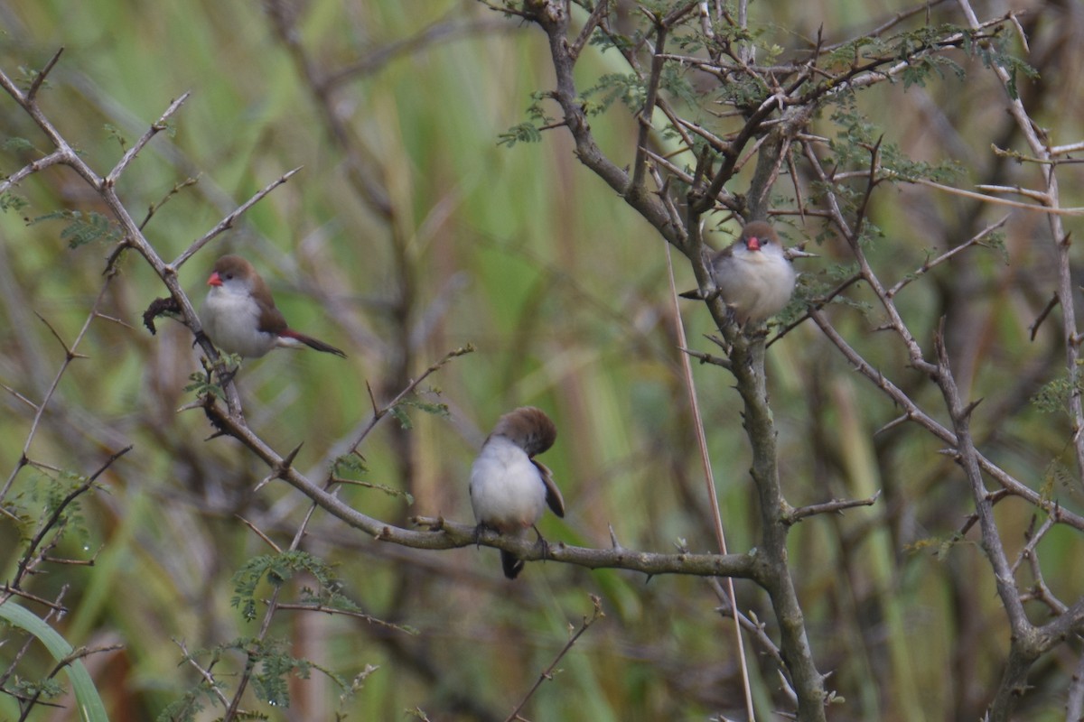 Fawn-breasted Waxbill - ML635897125