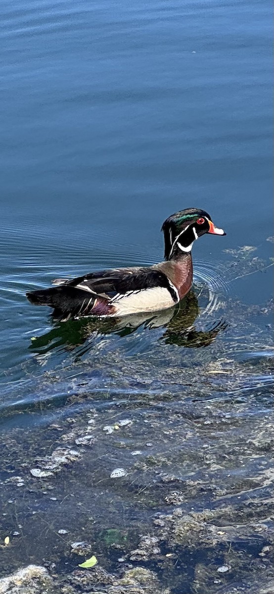 Wood Duck - ML635897175