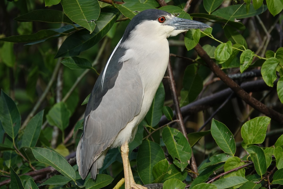Black-crowned Night Heron - ML635897176
