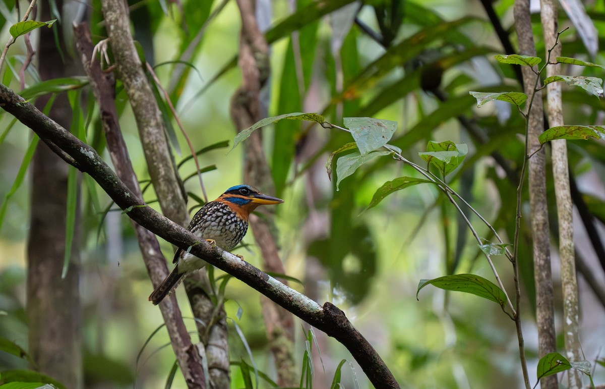 Spotted Kingfisher - ML635897188