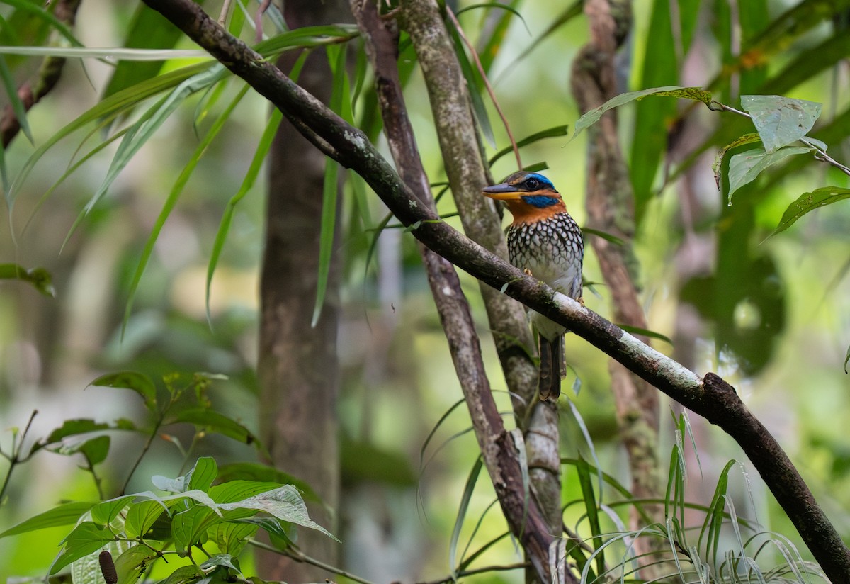 Spotted Kingfisher - ML635897189