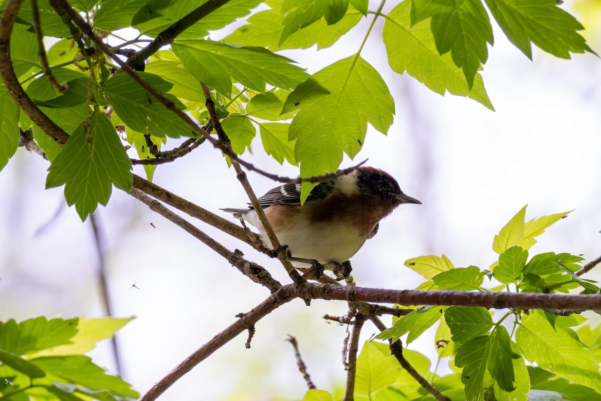 Bay-breasted Warbler - ML635897209
