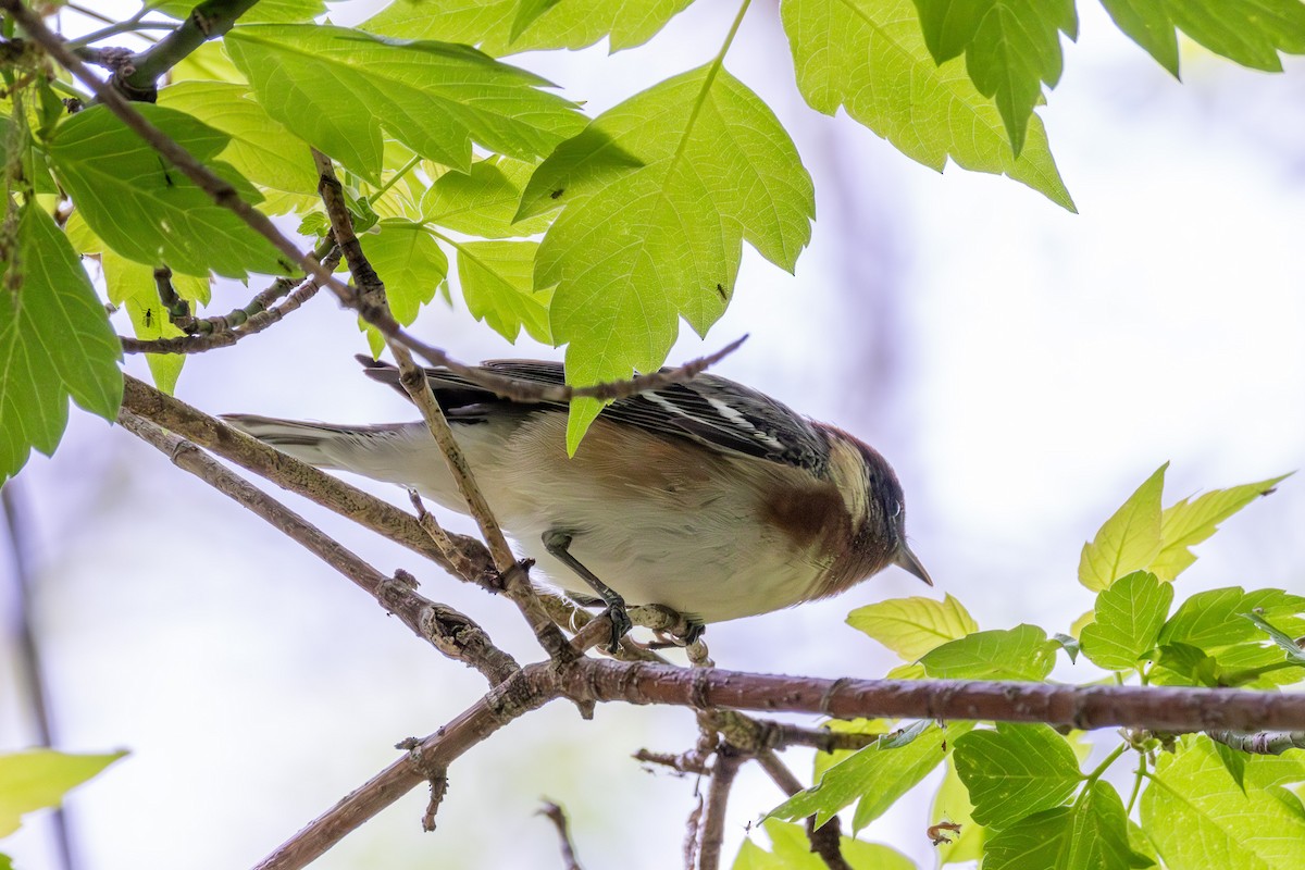 Bay-breasted Warbler - ML635897210