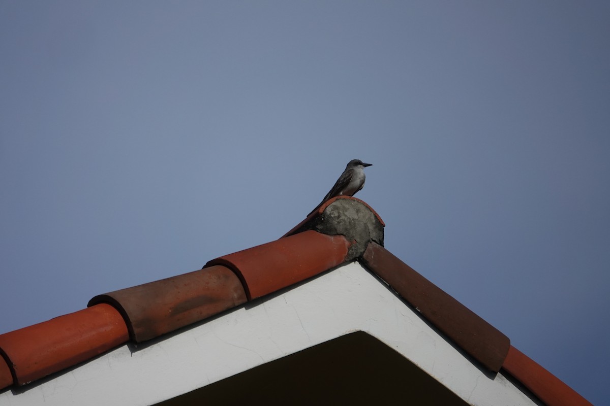 Gray Kingbird - ML635897249