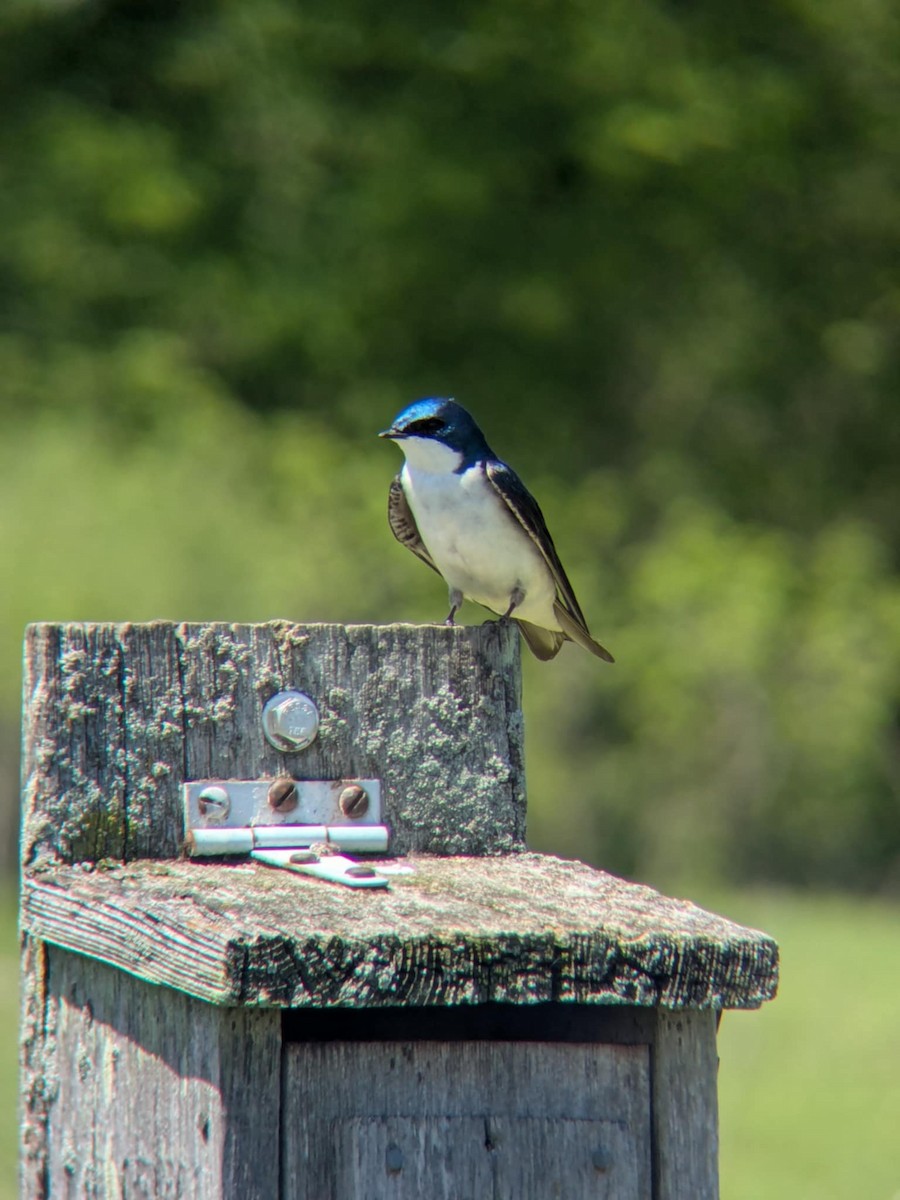Tree Swallow - ML635897276