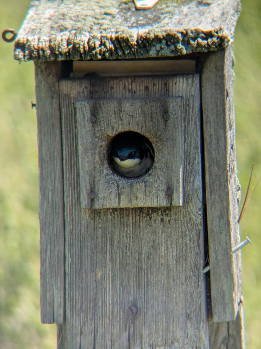 Tree Swallow - ML635897277