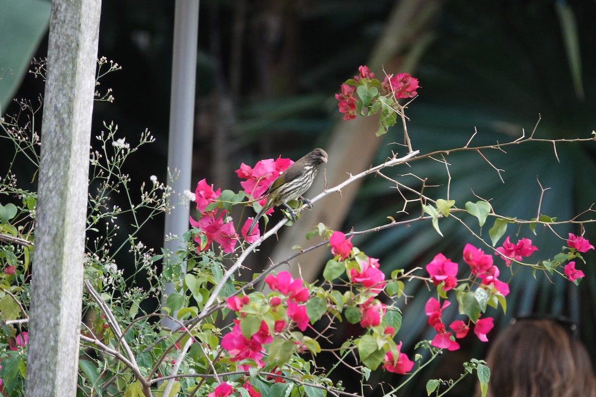 Palmchat - ML635897285