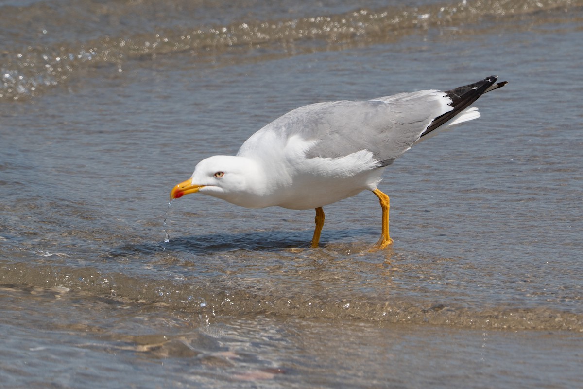 Yellow-legged Gull - ML635897291