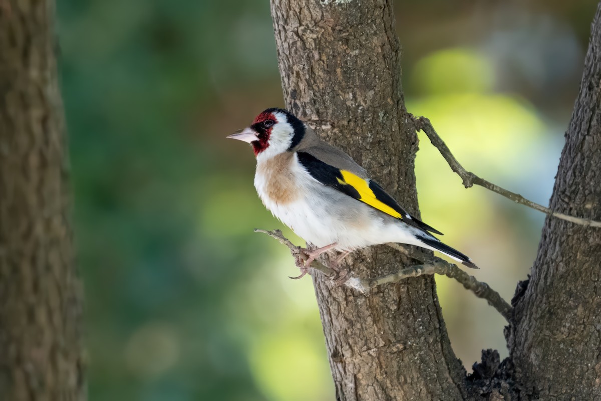 European Goldfinch - ML635897342